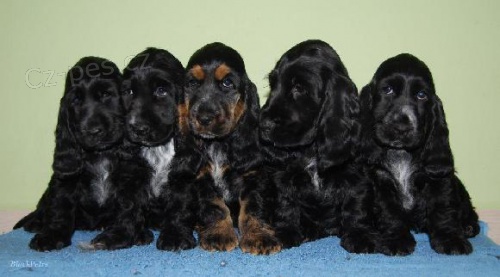 �t��ata anglick�ch kokr�pan�l�