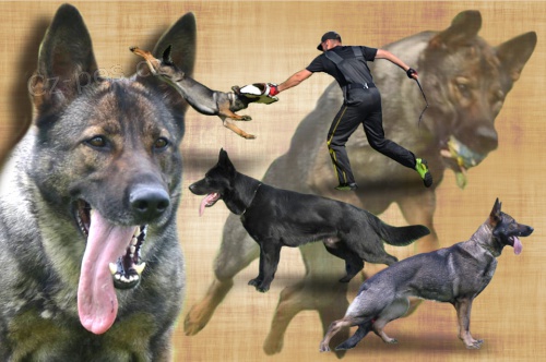 N�meck� ov��k �t���tka s PP