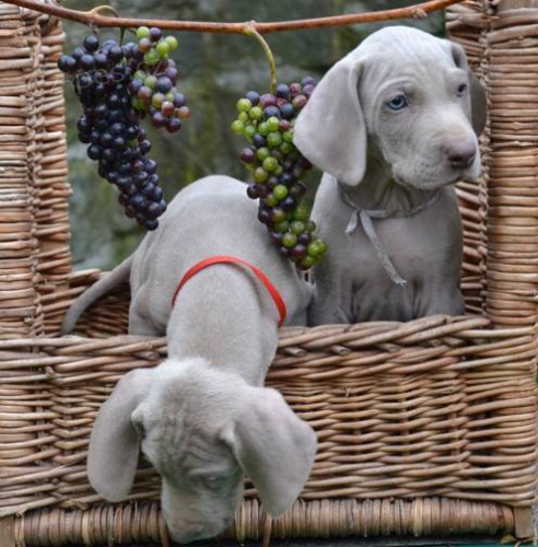 �t���tka v�marsk�ho oha�e