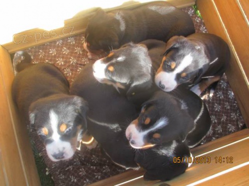 �t���tka Velk�ho �v�carsk�ho sala�nick�ho psa