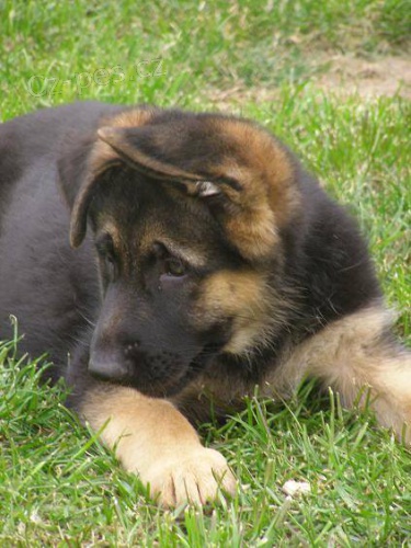 NO Prod�m kr�sn� pejsky s PP