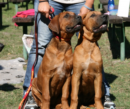 Tosa inu fene�ka s PP