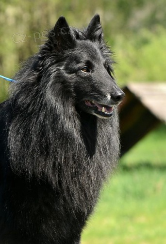 Belgick� ov��k - tervueren- groenendael