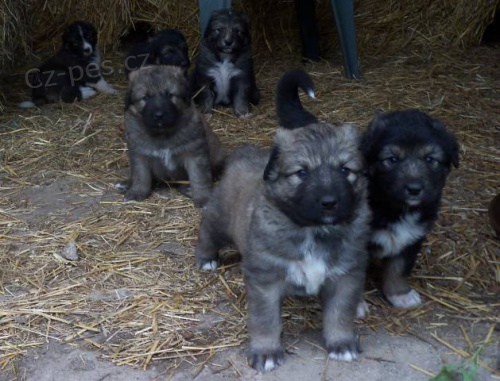 Kavkazsk� pasteveck� pes