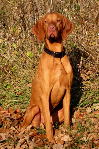 Chovn� pes "U" Ch.Artie Star Moravia