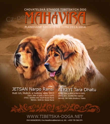 Tibetsk� doga - �t���tka s PP - chovatelsk� stanice Mah�v�ra