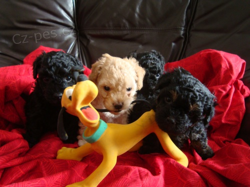 * KR�SN� �T���TKA BAREVN� BOLO�SK� PS�K � RUSK� BOLONKA *