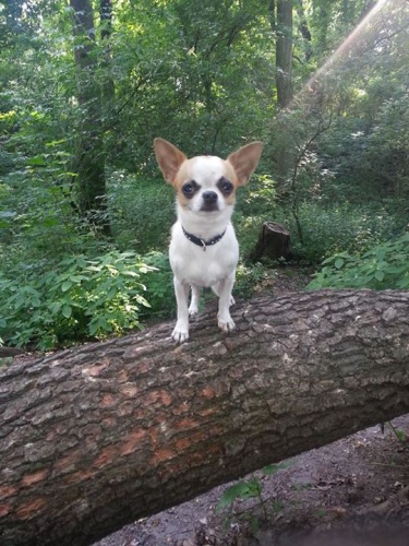 Roztomil� �ivav� ps�k �ivava na kryt� bez PP