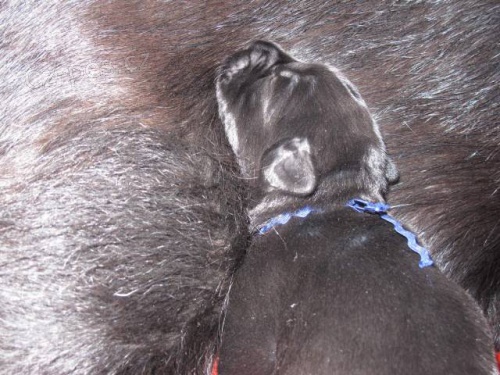 Kn�ra� st�edn� �ern� �t���tka s rodokmenem