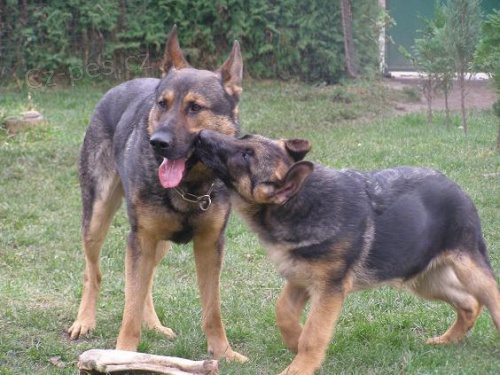 NO Prod�m kr�sn� pejsky s PP