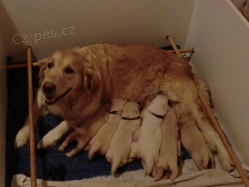 Zlat� retr�vr - �t��ata s PP