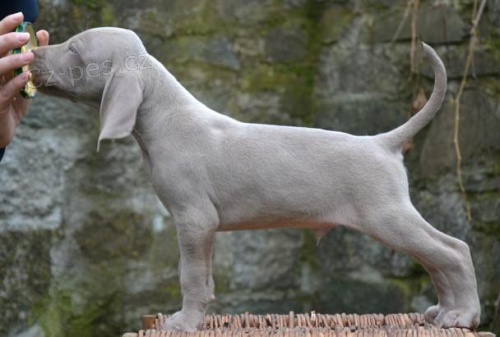 posledn� pejsci v�marsk�ho oha�e k odb�ru