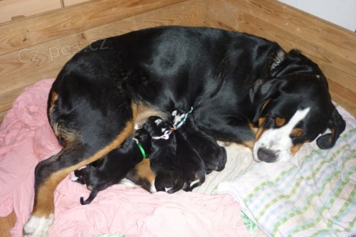 Velk� �v�carsk� sala�nick� pes - �t���tka s PP