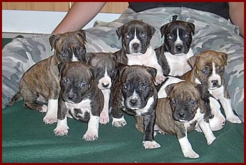 Americk� staford��rsky terier s PP