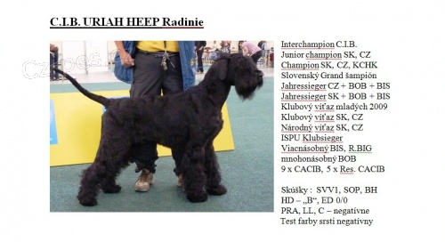 Brad�� velk� �iern�