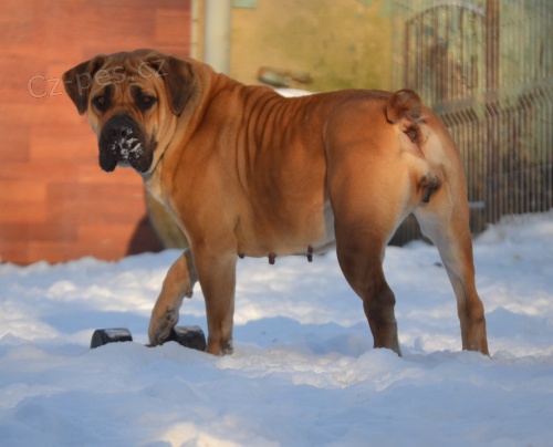 boerboel  s PP-dosp�l� fena na prodej