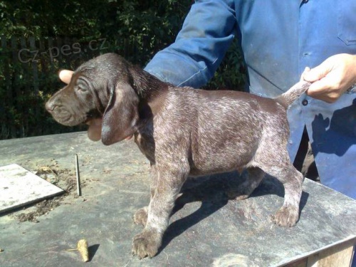 �t��ata NKO s PP