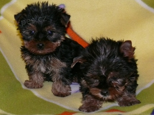 Jork��rsk� terier