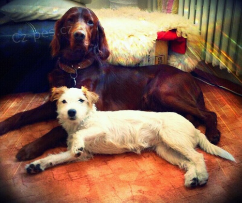 Ven�en� a hl�d�n� pejsk�