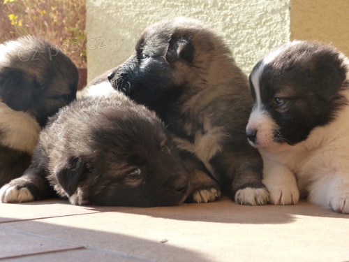 �t���tka kavkaz��ka