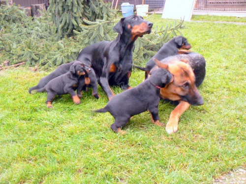 Dobrman-�t���tka