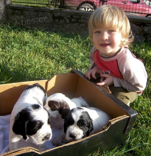 �t�n.angl.�pringr s PP