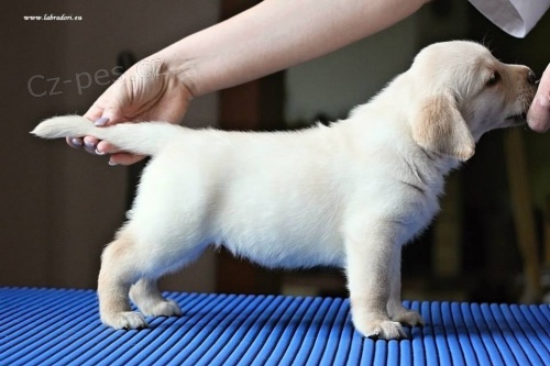 �t���tka Labrador Retriever s PP