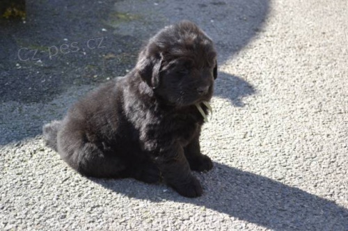 Novofundlandsk� pes