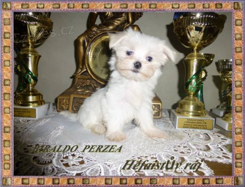 Malt�zsk� ps�k s PP