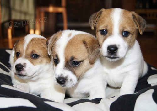 JRT �t�n��tka s PP,