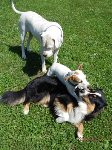 Ubytov�n� ps�, v�cvik ps�, hotel pro psy