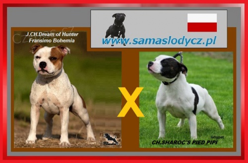 Staford��rsk� bulteri�r