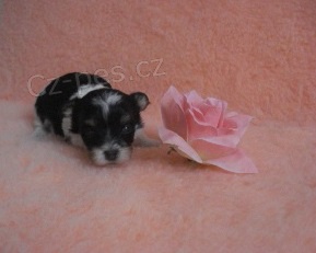 Biewer Yorkshire Terrier - �t���tka s PP