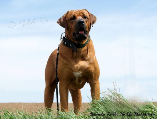 TOSA INU 3let� champion