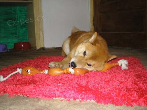 Hl�d�n� pejsk� v Brn�, Leonek