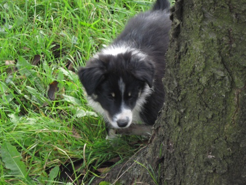 Border kolie s PP k odb�ru