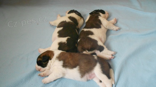 prod�m �t��ata MSP