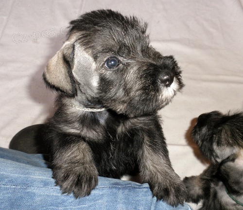 KN�RA� ST�EDN� PEP� A S�L