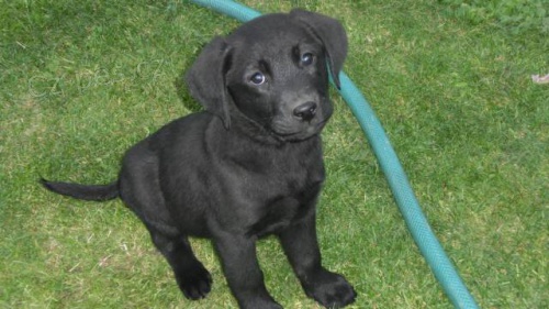 �t���tka labradorsk�ho retr�vra