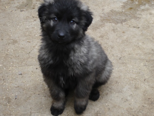 �t���tka �arplanince- �arplaninsk� pasteveck� pes