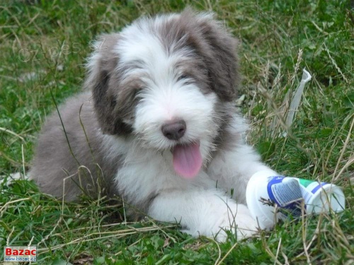 Bearded Collie - luxusn� pejsek vz�cn� barvy