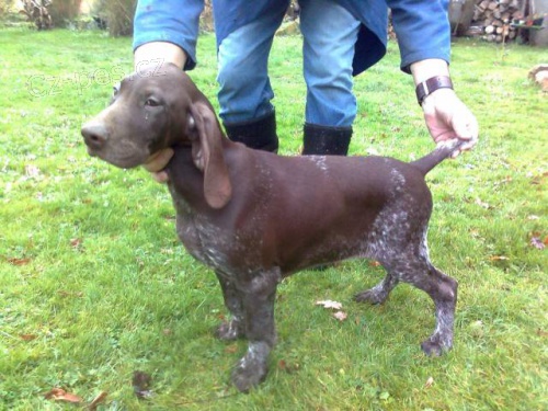 �t�n� NKO-pejsek