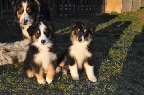 Australsk� ov��k s PP