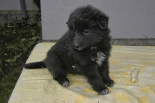 Belgick� ov��k