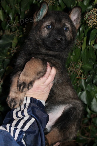 N�meck� ov��k - pejsek a fenka