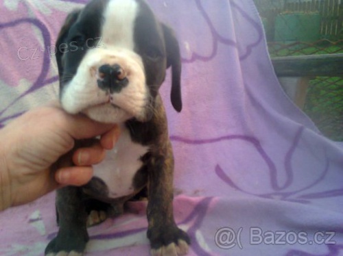 Boxer �t��ata bez PP