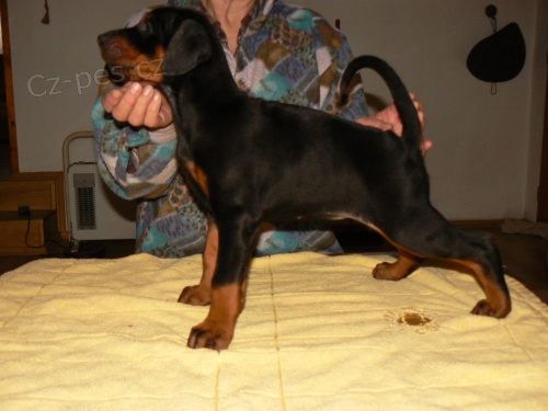 Dobrman-�t���tka