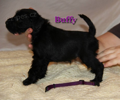 Kn�ra� mal� �ern�