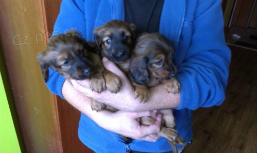 �t��ata jezev��ka dlouhosrst�ho