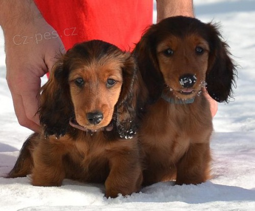 Jezev��k dlouhosrst� trpasli��